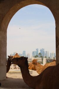 camels in doha